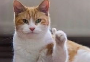 娱乐吃瓜君猫生气歌,萌宠音乐新潮流