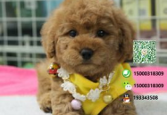 贵宾犬多少钱一只,品种、体型与地域差异全解析