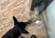 天天电影吧恶犬小姐姐,天天电影吧里的另类萌宠传奇