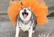 哈士奇的搞笑图片,逗趣表情与搞怪行为的欢乐集结