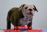 英牛犬,温顺勇敢的伴侣犬种全解析