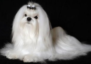玛尔济斯犬,优雅与忠诚的欧洲古老犬种