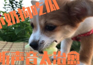 娱乐吃瓜酱送小狗视频,温馨瞬间感动网友